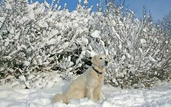 Labrador Retriever Wallpaper Gentle