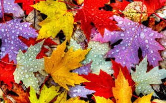 Nature Autumn Leaves HD 4k Wallpaper Image