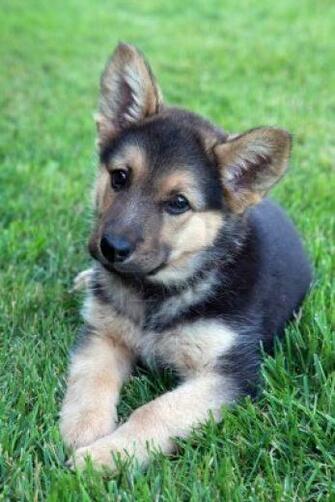 Australian Shepherd German Mans Best Friend Babezian