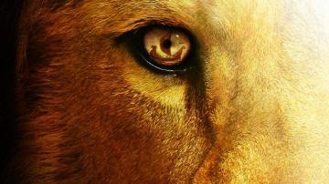 Chronicles Of Narnia Voyage Dawn Treader Fantasy Lion Eye