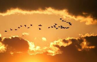 Wallpaper The Sky Clouds Flight Birds Yellow Nature