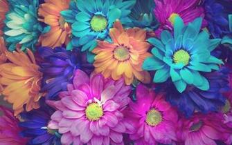 Colorful Daisy Flowers Pink Blue Orange Background