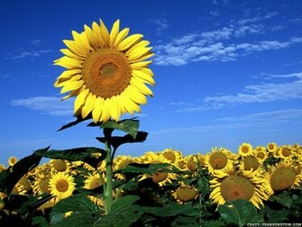 Place For HD Wallpaper Desktop Spring