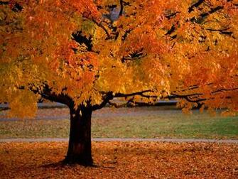 Autumn Desktop Wallpaper Mac Quoteko