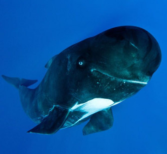 Pilot Whale Water Animals Aquatic Beautiful Creatures Wallpaper