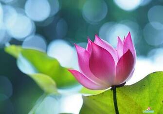 Flowers High Resolution Desktop Windows Wallpaper Gallery HD