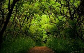 Forest HD 1080p Desktop Wallpaper