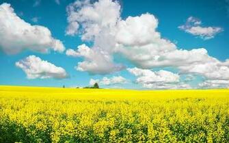 Summer Screensavers And Wallpaper Which Is Under The