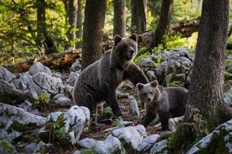 Brown Bear Wallpaper Image Pictures HD For Mobile