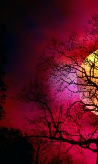 Pin Wallpaper Red Nature Desktop
