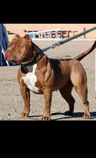 Dog Pitbull Wallpaper