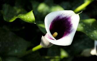 Calla Lily Wallpaper