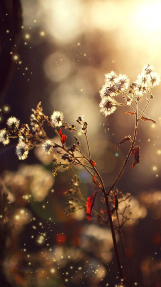 Super Awesome Phone Wallpaper For Youuuuu Nature