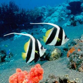 Beautiful Underwater iPad Wallpaper