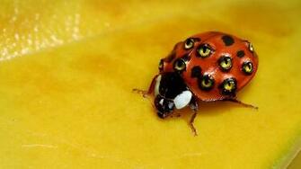 Weird Ladybug Desktop Pc And Mac Wallpaper