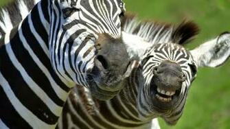Zebras HD Netbook Pixel Animal Wallpaper