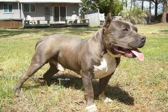 American Bully Wallpaper Pets Cute And Docile