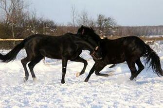 Winter Horse Play Wallpaper
