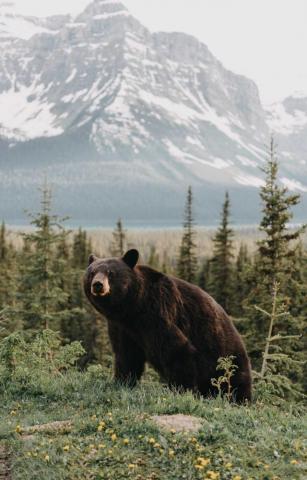 Bear Wallpaper On