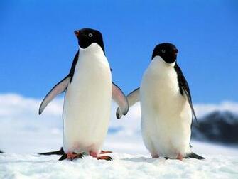 Cute Penguins HD Desktop Wallpaper Hq Background