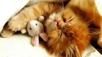 Cute Kitten Wallpaper