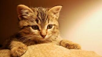 Cats Wallpaper