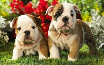 Bulldog Puppies Wallpaper English