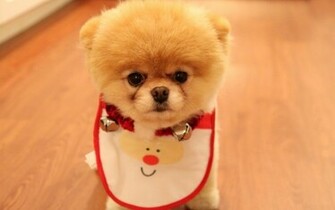 Pomeranian Puppy With Bib Wallpaper