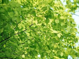 Natural Green Wallpaper Top HD
