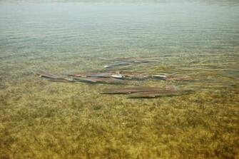 Wading For Redfish The Outdoors Guy