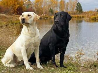 Click Select Set As Desktop Background Wallpaper Animals Dogs