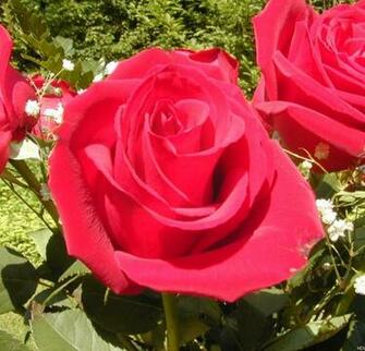 Beautiful Roses Wallpaper HD