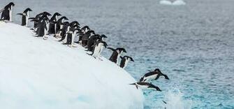 Penguins Disneynature