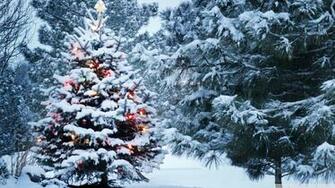 Beautiful Outdoor Christmas Tree UHD Desktop Wallpaper For 4k