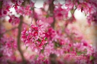 April Wallpaper For Desktop iPhone And iPad Brenda Landrum