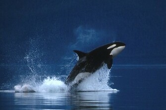 Killer Whale Orca Wallpaper Jpg