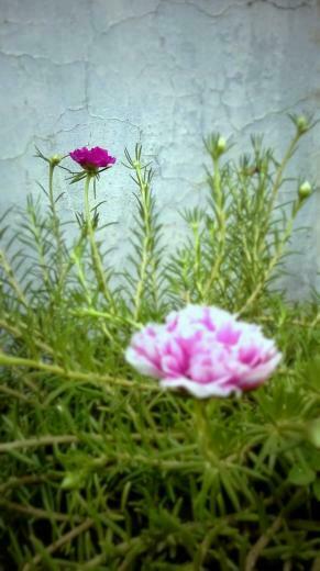 Wallpaper Clicked By Nokia Lumia Fuzzer Storm