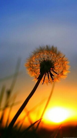 Dandelion Sunset Lock Screen Samsung Galaxy Note Wallpaper