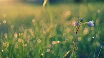 HD Nature Wallpaper For Mac