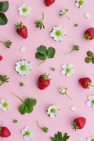 Strawberry Fruit And Flowers On A Pink Background By Ruth Black