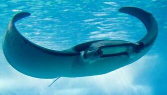 Manta Ray Swims Photo And Wallpaper Cute Pictures