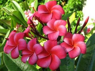 Names Of Flowers And Pictures