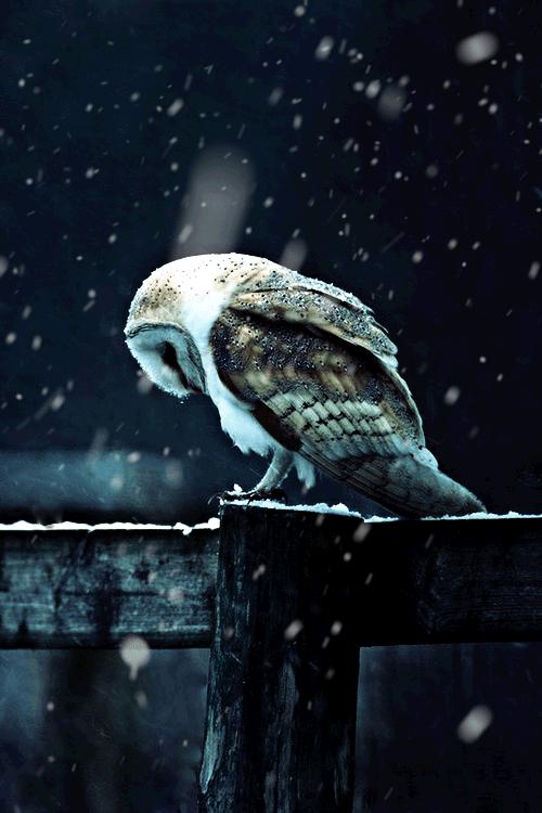 Set Gif Wallpaper On iPhone iPad