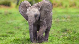 Elephant Baby High Definition Wallpaper HD