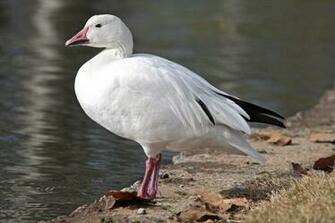 Snow Goose Flying HD Walls Find Wallpaper