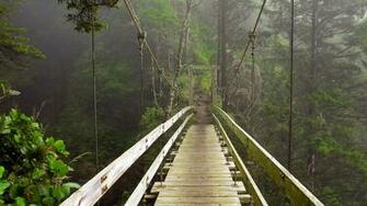 British Columbia Vancouver Isl Rainforest Wallpaper