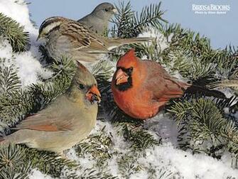 Birding Birds Blooms