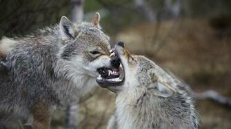 Wolf Background Wallpaper For Desktop Cell Phones And Android