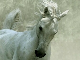White Horse Wallpaper