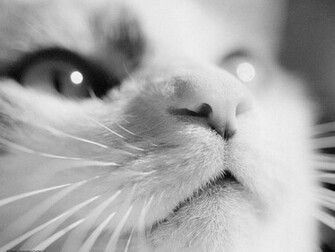 Kittens Wallpaper And Background